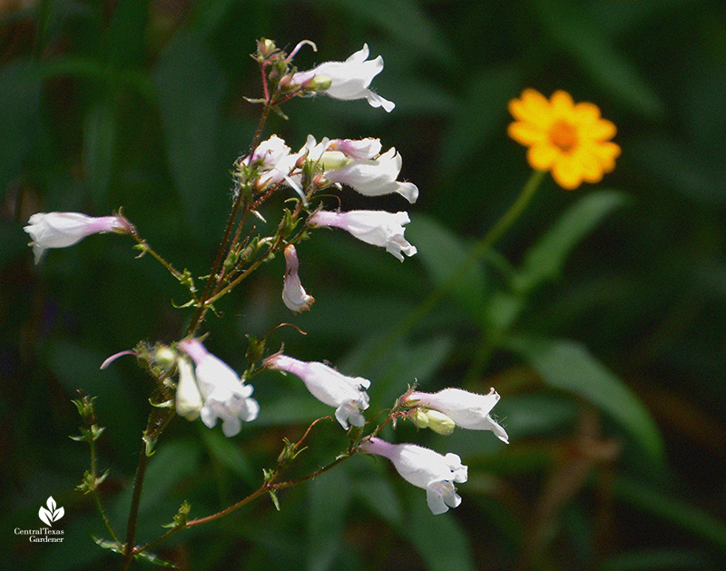 Native perennial Penstemon laxiflorus with Zexmenia for pollinators 