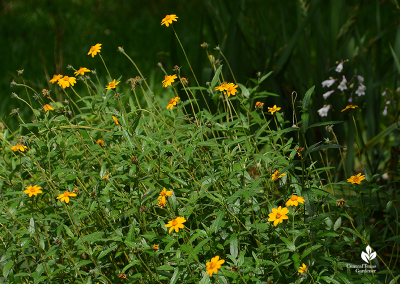 Native perennials for pollinators Zexmenia and Penstemon laxiflorus 