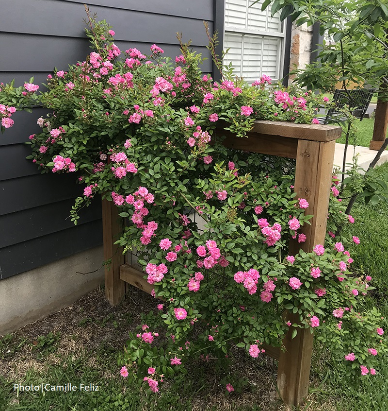 Peggy Martin rose blooms after February 2021 freeze