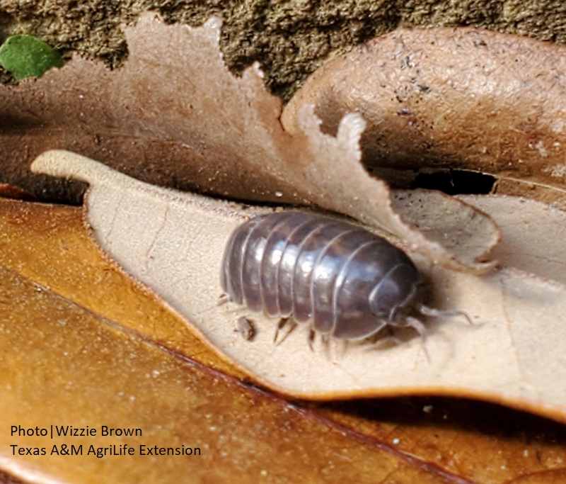 pillbug on leaf