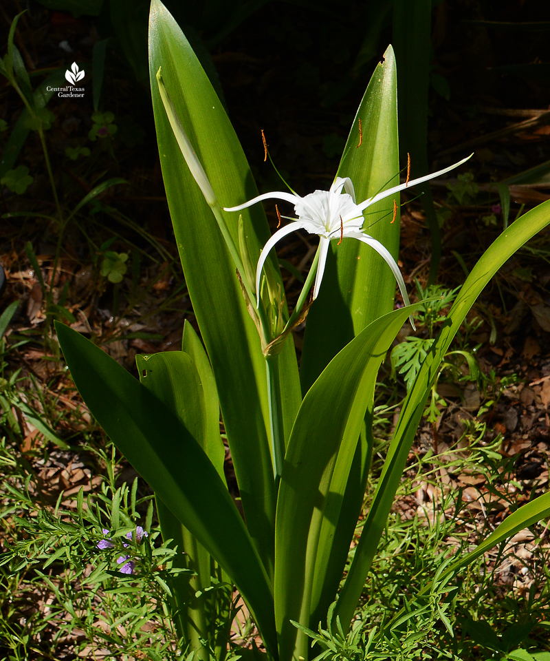 Spider lily Tropical Giant hymenocallis 