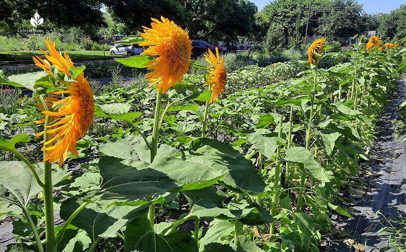 Sunflower field Boggy Creek Farm 