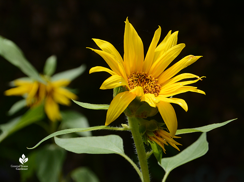 Sunflowers catching the sun 