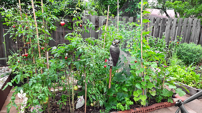 Vegetable garden tomatoes red heart Christmas ornaments and fake owl to scare away birds Central Texas Gardener