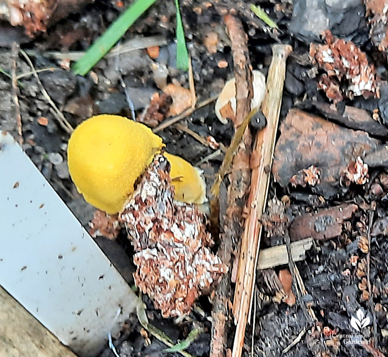 Yellow oyster mushroom from mushroom block Austin vegetable garden