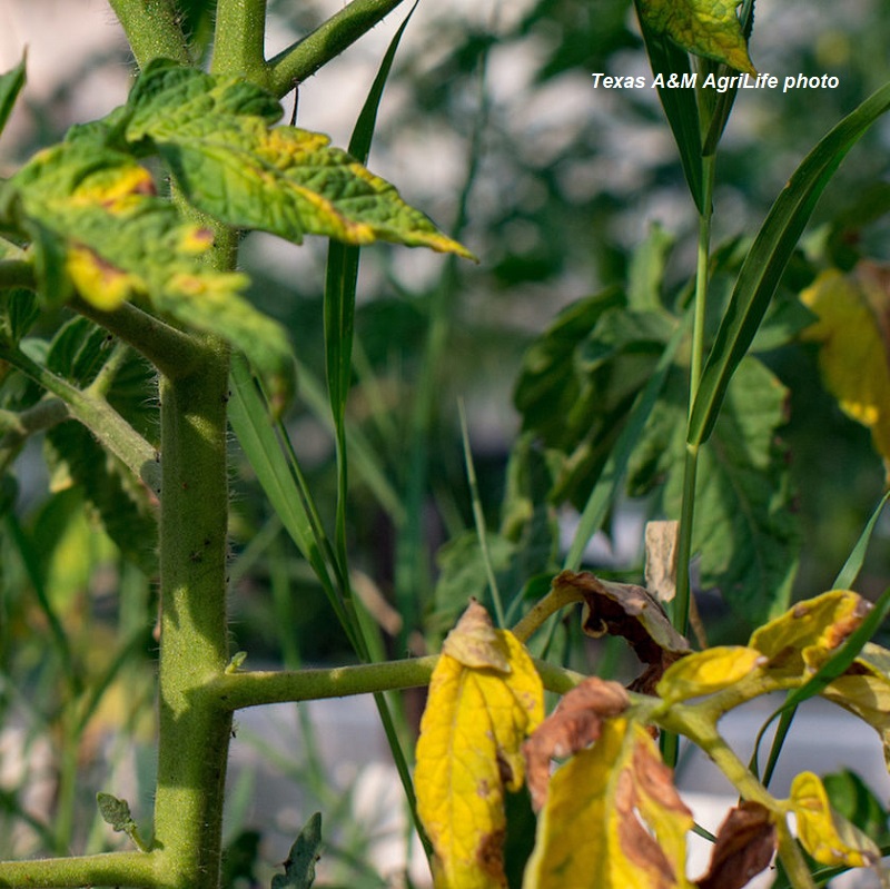 Yellowing-Tomato-plants-Texas A&M photo