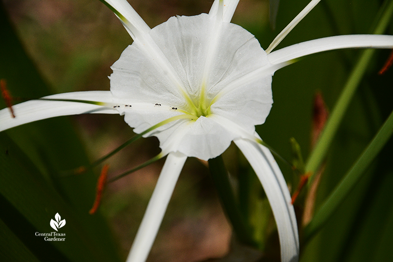 ants heading to nectar tube of spider lily Tropical Giant Central Texas Gardener