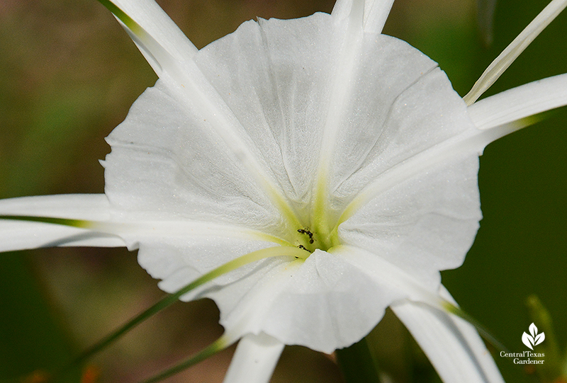 ants inside spider lily 'Tropical Giant' nectar tube 