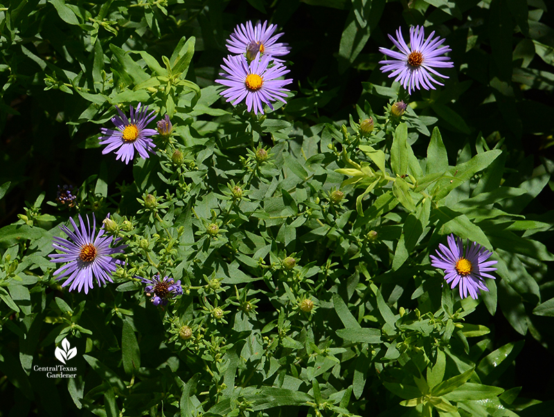 aromatic aster native perennial blooming in May 