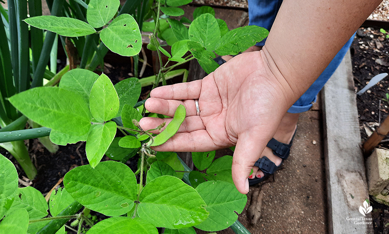 edamame Austin garden Central Texas Gardener