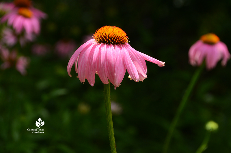 ative coneflowers for pollinators and birds 