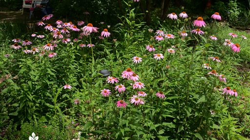 native perennial coneflower bounty for pollinators Central Texas Gardener