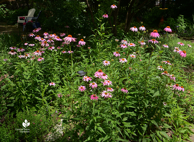 native perennial coneflower bounty for pollinators Central Texas Gardener