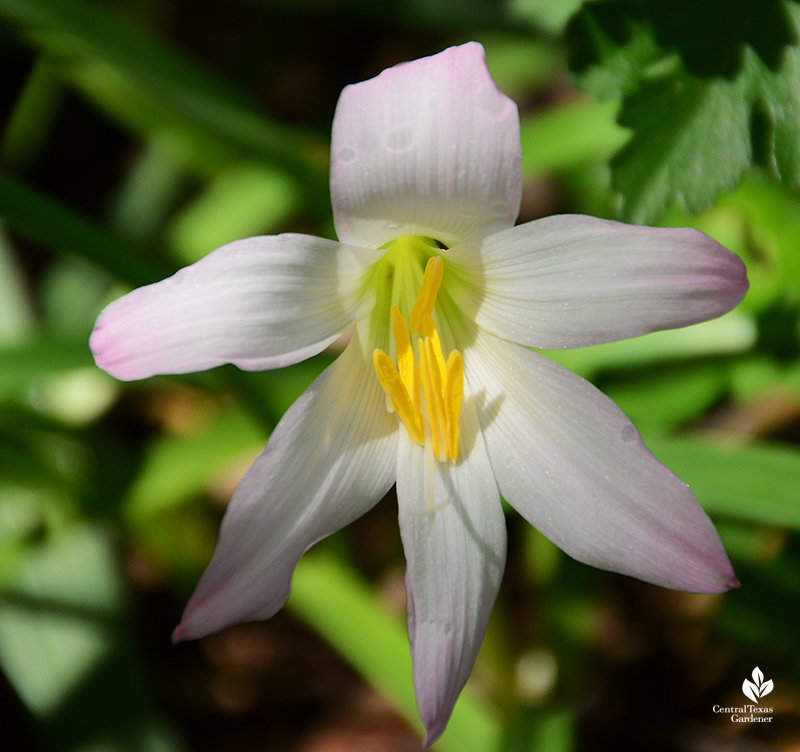 rain lily Zephyranthes labufarrosa 