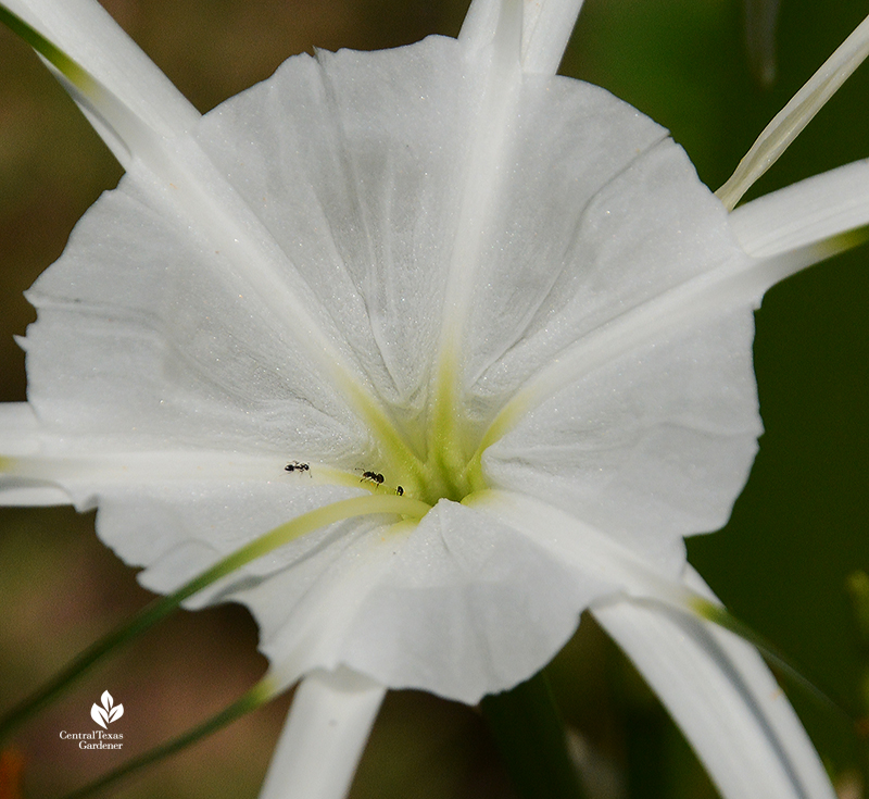 trail of ants to spider lily Tropical Giant nectar tube 