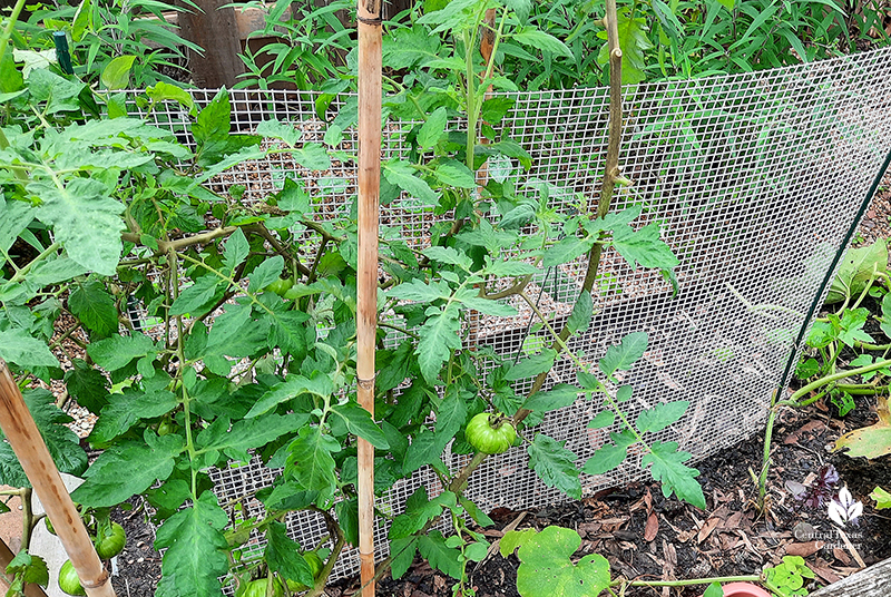 wire mesh panel to support tomatoes and squash Austin garden Central Texas Gardener