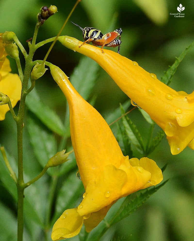 Aztec spur-throated grasshopper-native Tecoma stans flower