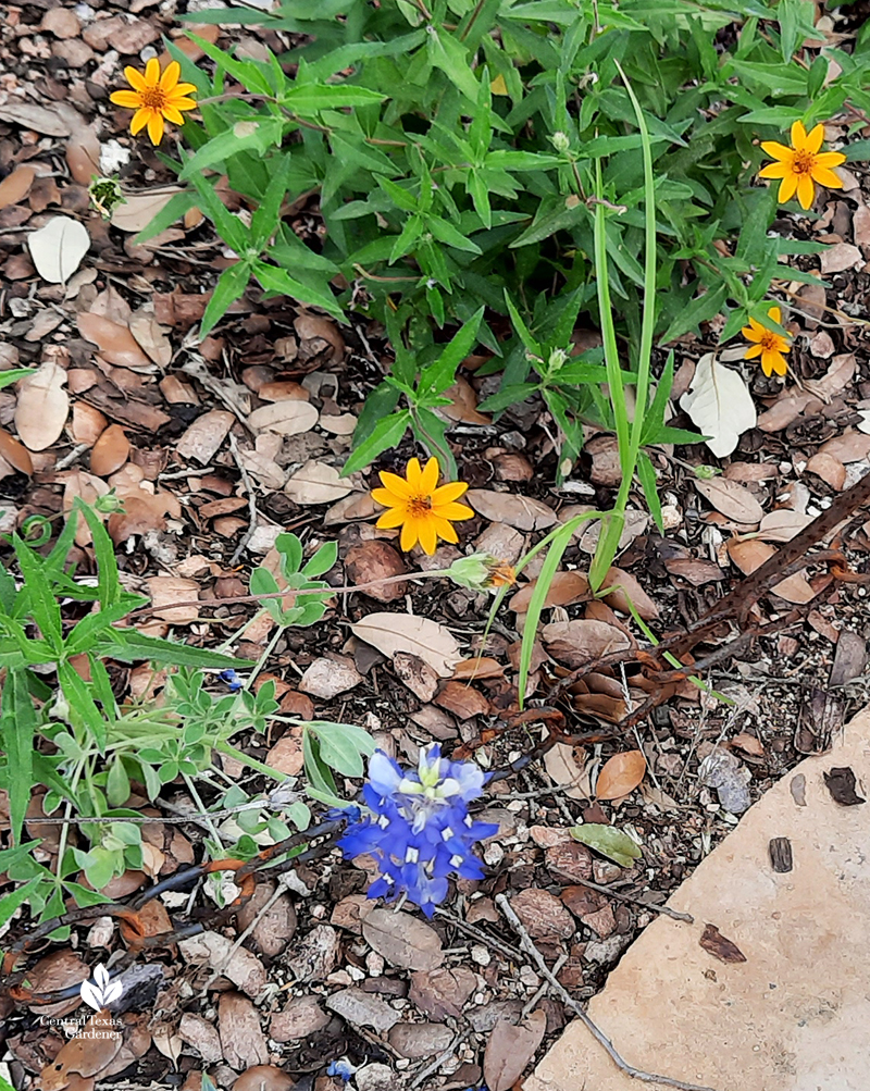 Bluebonnet-in-July-native-perennial-zexmenia-Wildflower-Center