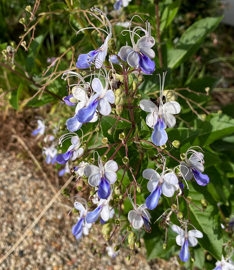 Clerodendrum ugandense