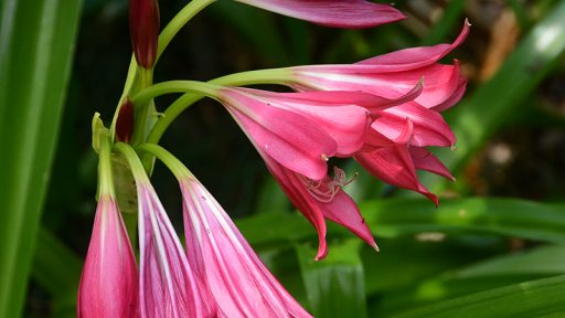 crinum lily Ellen Bosanquet