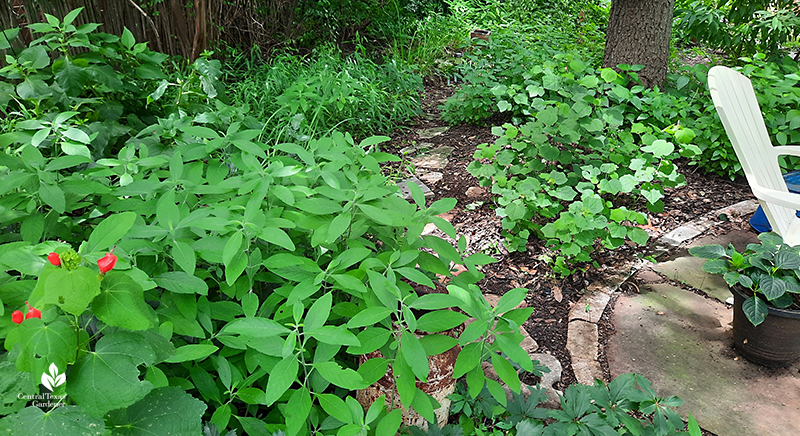 Fence shade strip with Mexican honeysuckle, turks' cap,