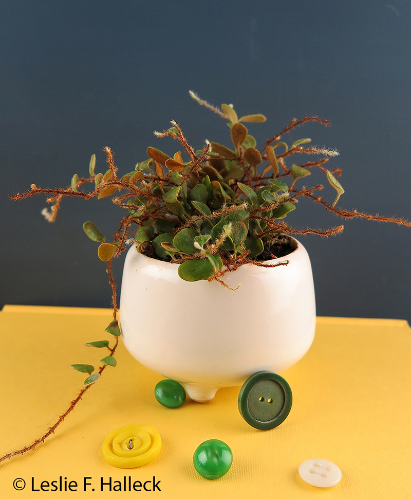 Creeping button fern in container