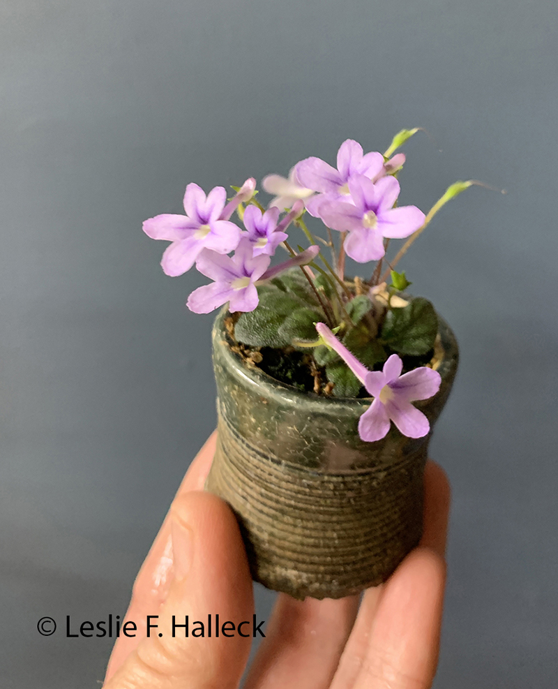 Sinningia in glazed pottery tiny container