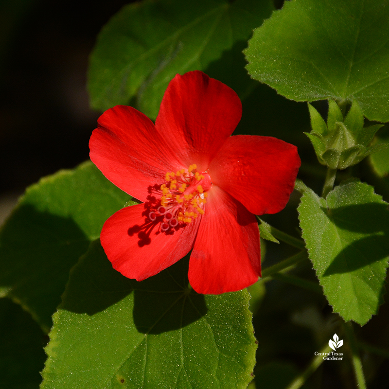 Hibiscus martianus native hibiscus patio container