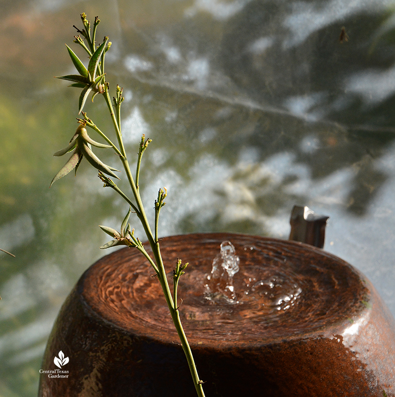 Mangave 'Bloodspot' bulbil on flower stalk next to patio fountain