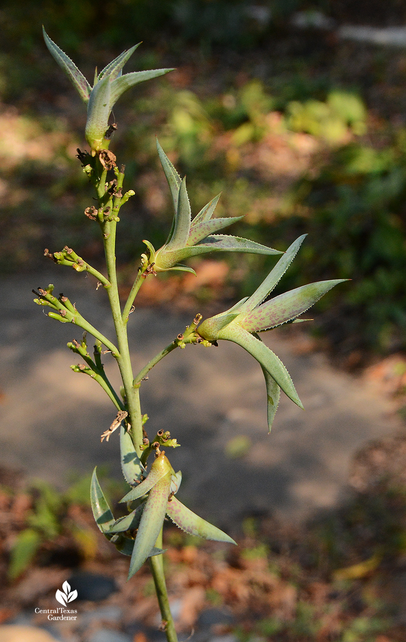 Mangave 'Bloodspot' bulbils on flower stalk