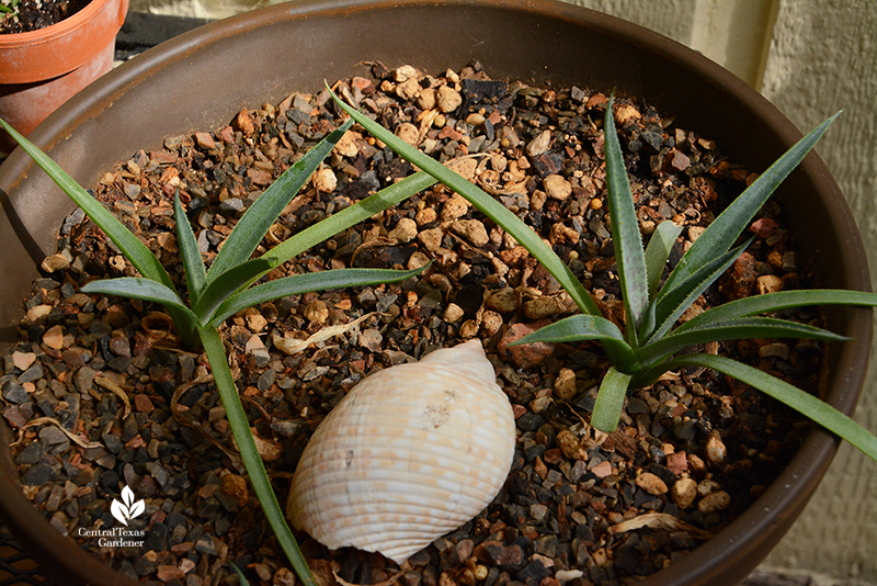 Mangave 'Bloodspot' plantlets in container