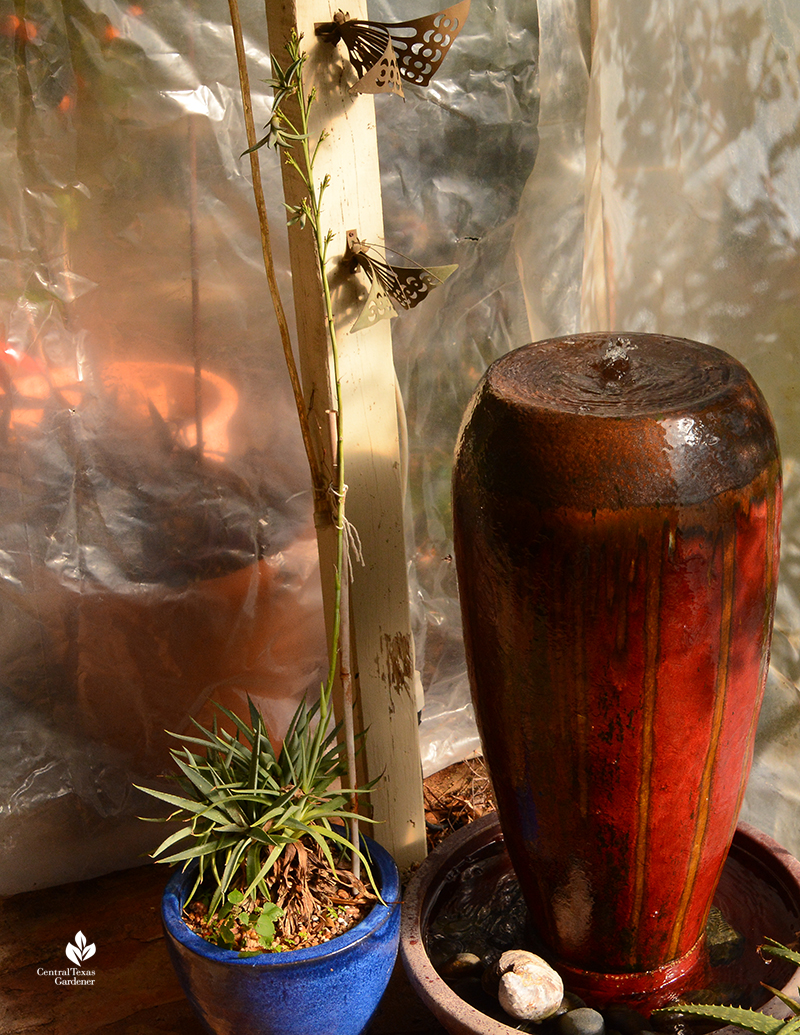 Mangave 'Bloodspot' flower spike and bulbils on patio with fountain