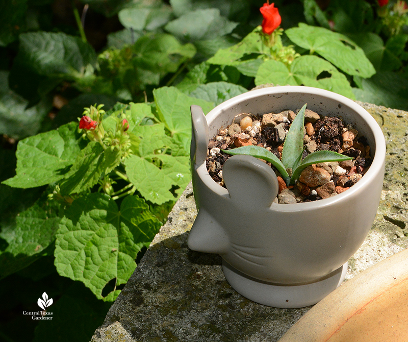 Mangave 'Bloodspot' plantlet in mouse shaped container