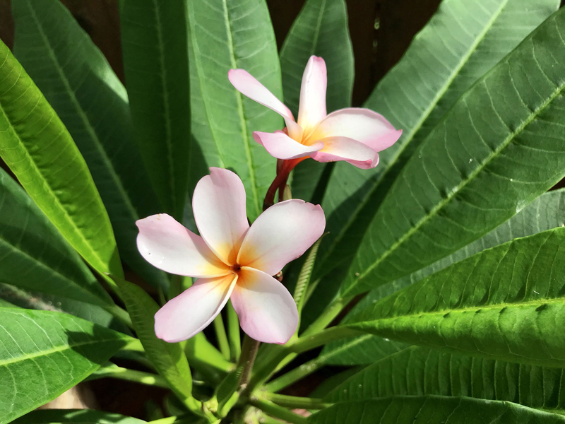 pale pink plumeria