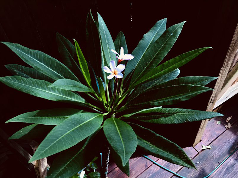 white plumeria