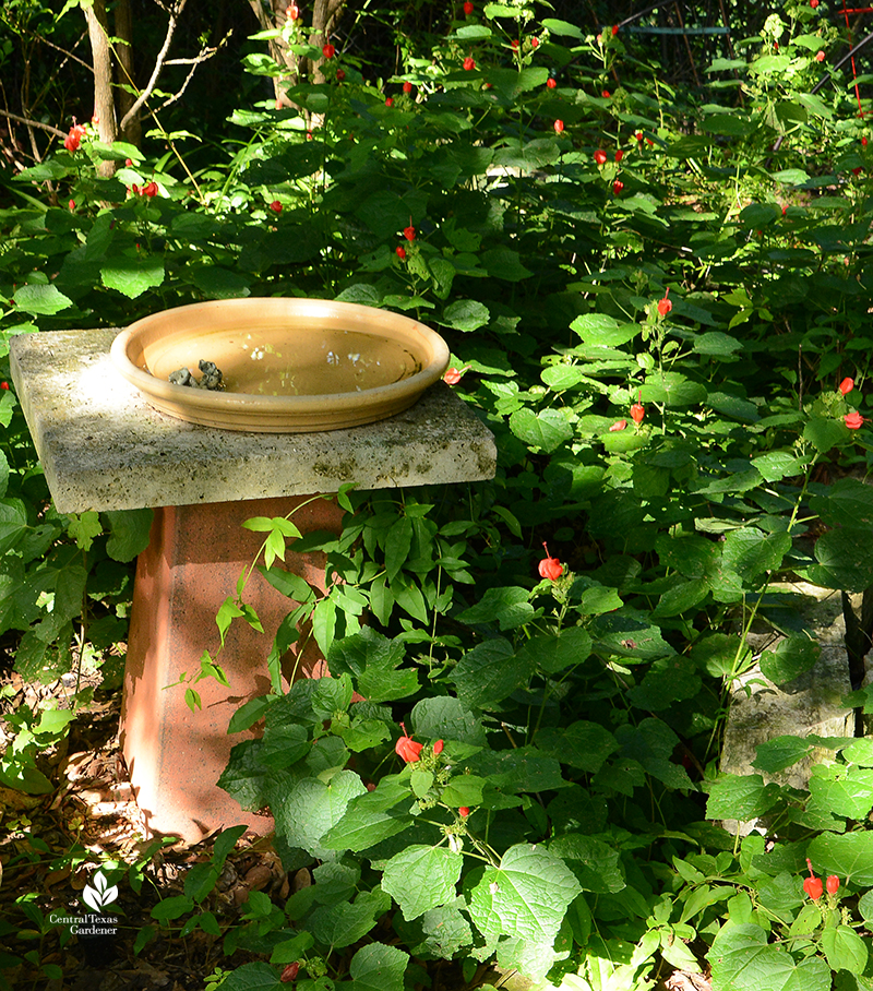 Turk's cap perennial and birdbath