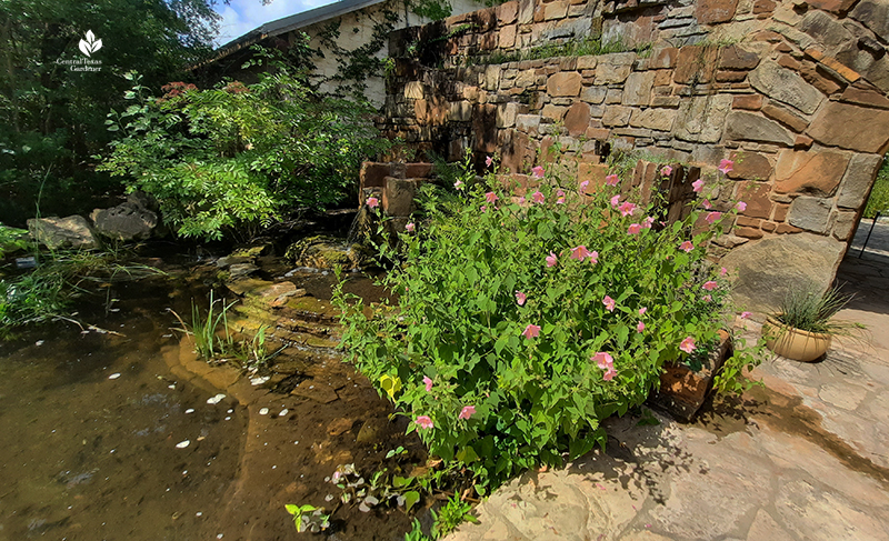 Virginia Saltmarsh Mallow Wildflower Center entrance-pond 