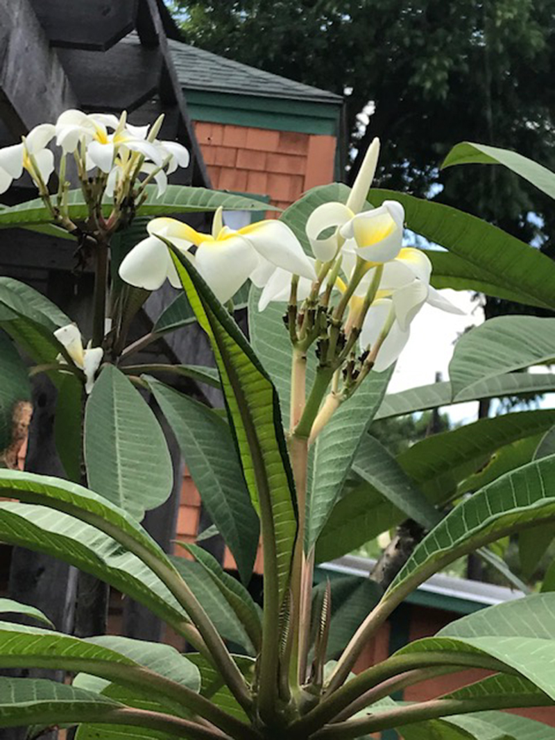 white plumeria