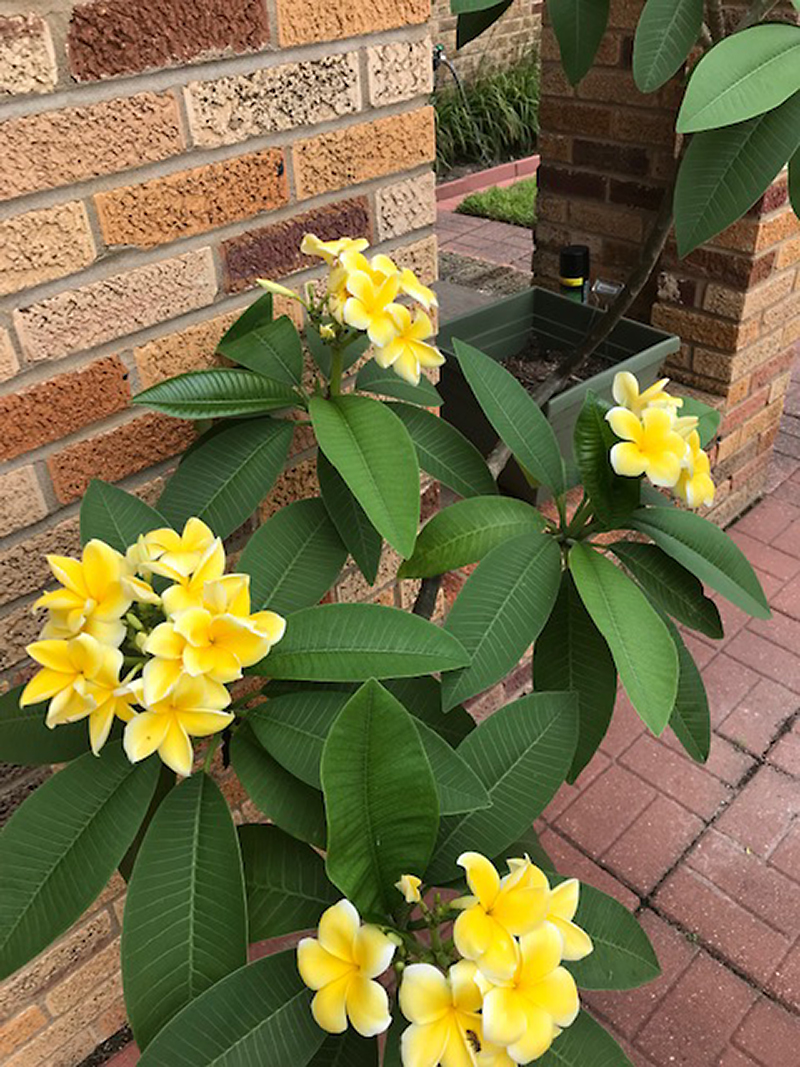 yellow plumeria