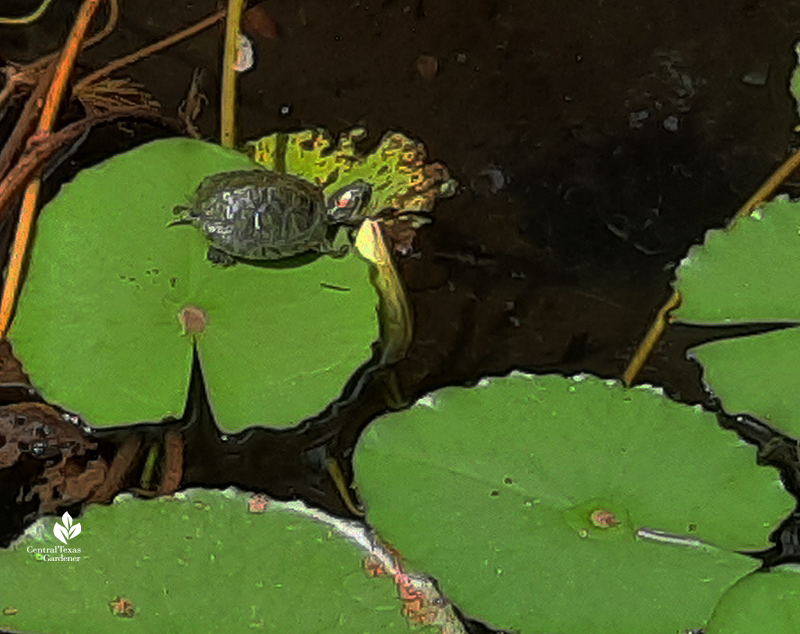 baby red slider turtle on lily pad