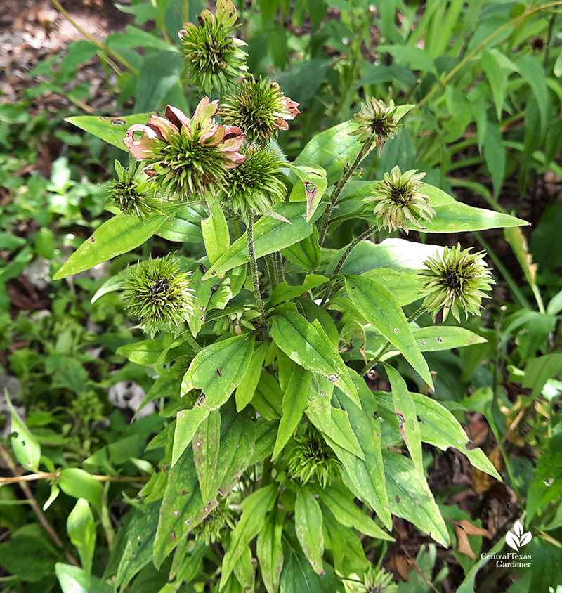 asters yellow disease on coneflowers