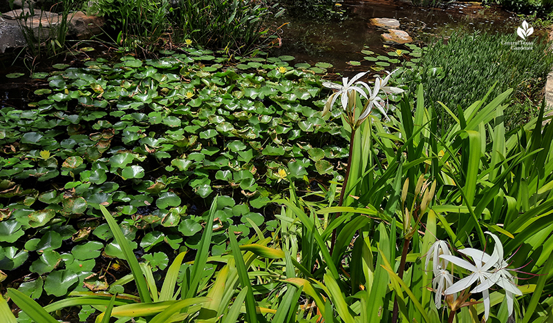 crinum americanum and waterlilies at the Wildflower Center