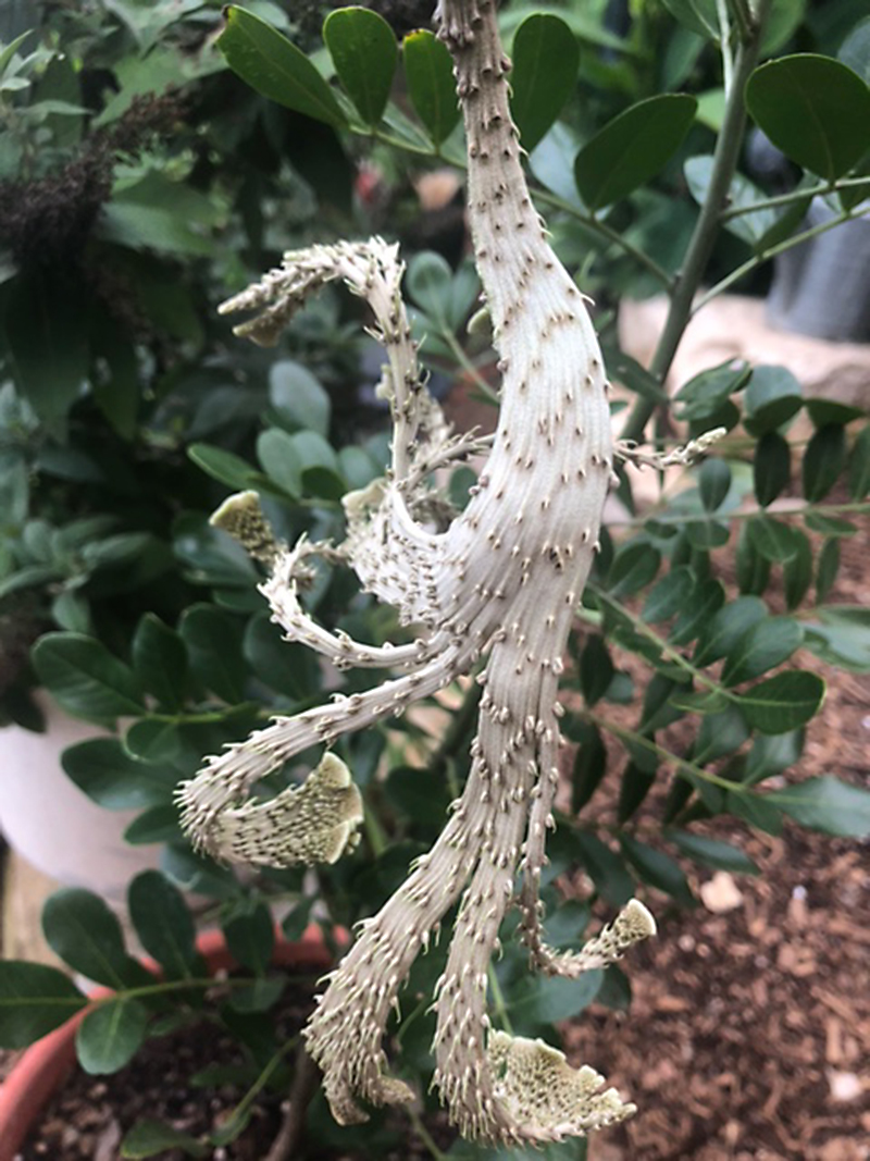 fasciation growth on mountain laurel 