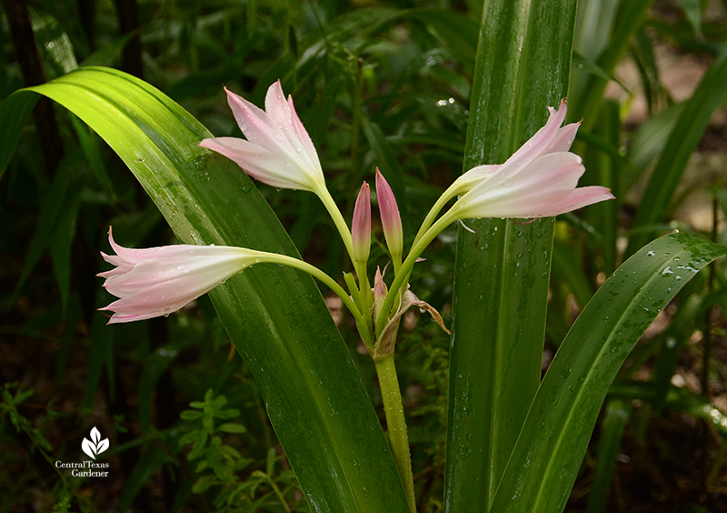 pink crinum lily