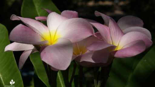 pink and yellow plumeria