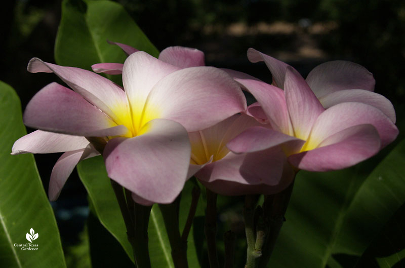 pink and yellow plumeria 