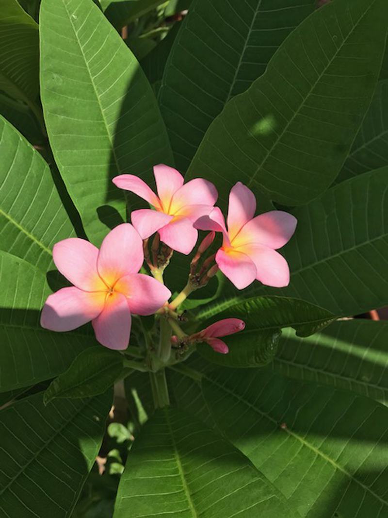 pink plumeria