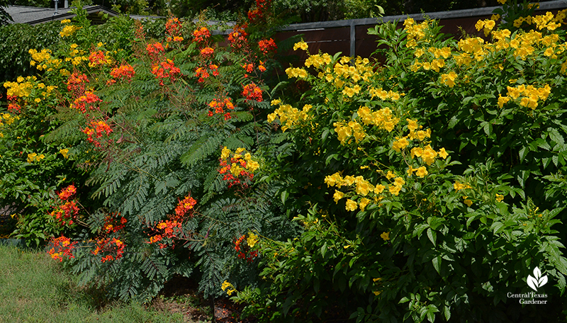 tecoma stans yellow bells pride of barbados plants