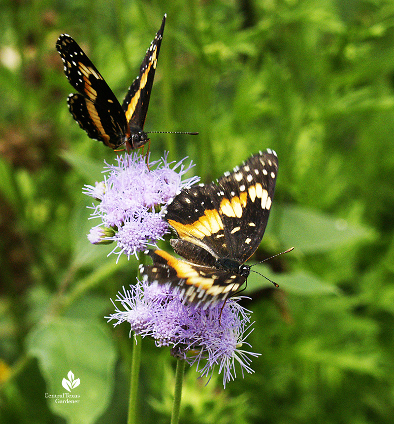 Bordered Patch butterflies on Gregg's mistflower