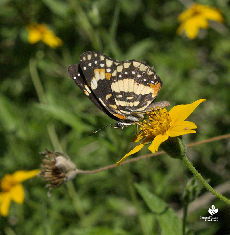 Bordered Patch butterfly on zexmenia flowers